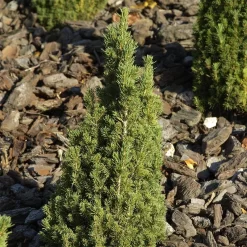 Picea Glauca 'Zuckerhut'