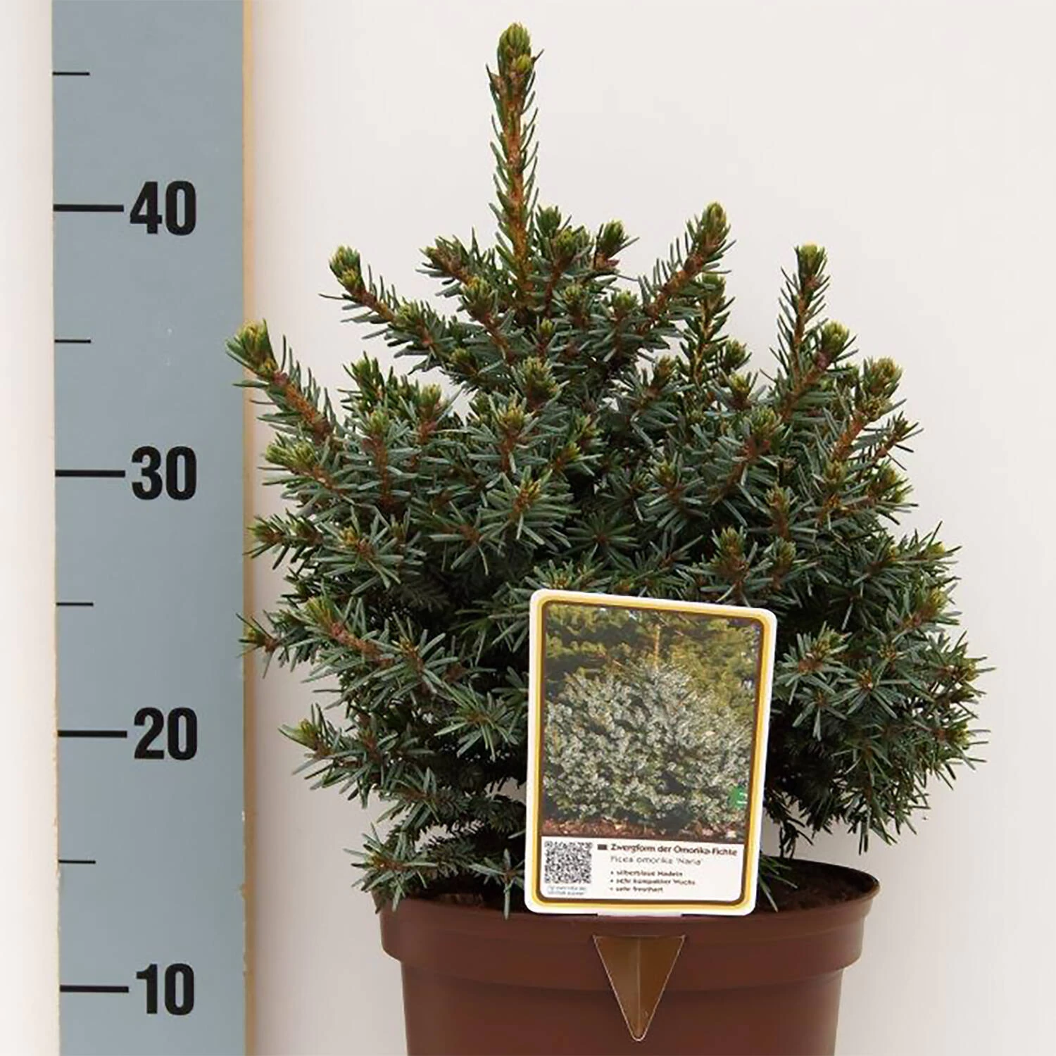 Picea Omorika 'Nana'