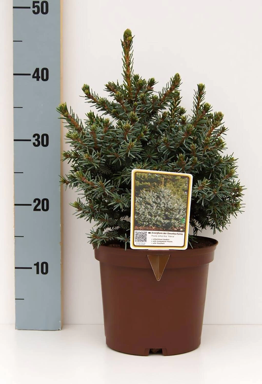 Picea Omorika 'Nana' – Bild 2