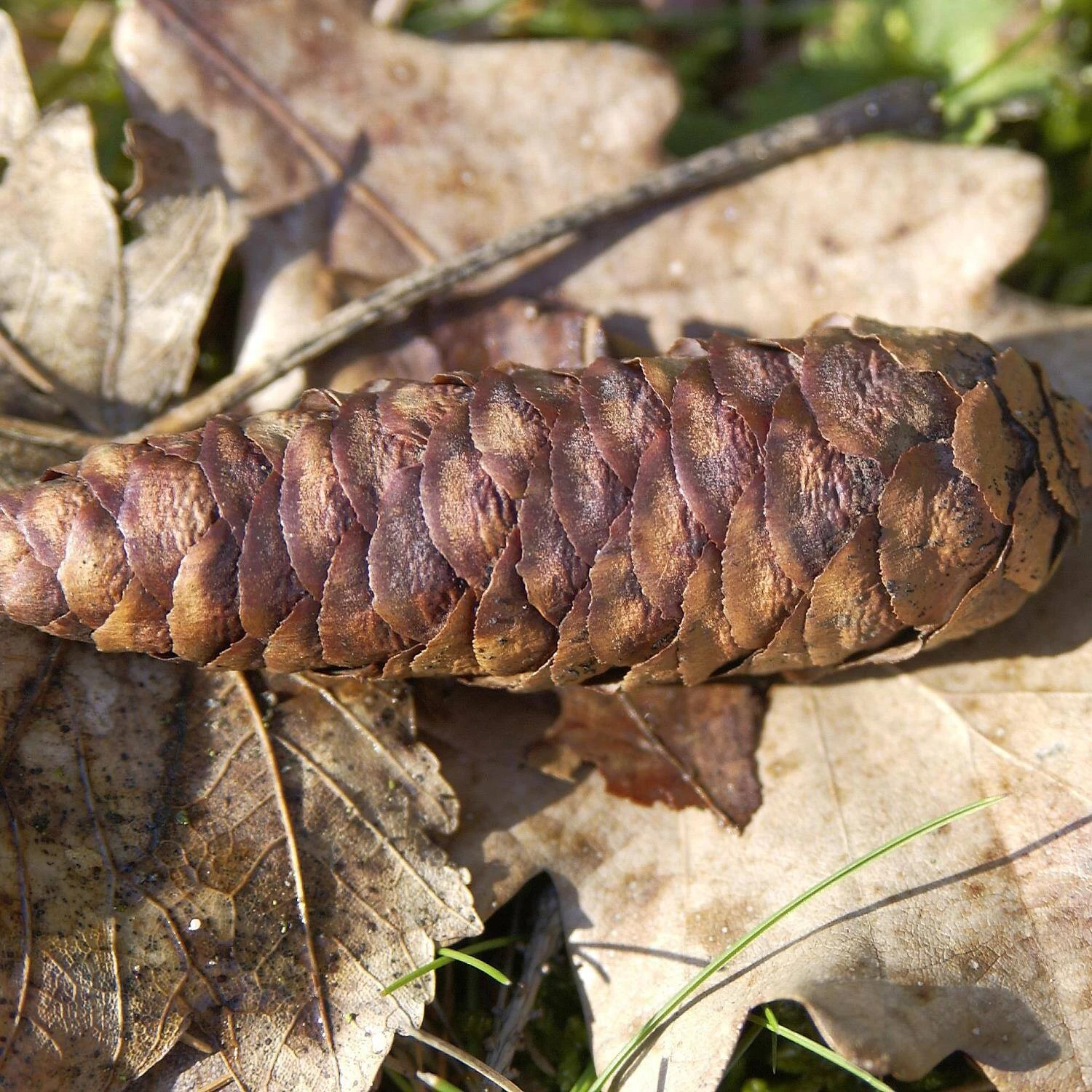 Picea Omorika – Bild 3