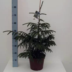 Picea Orientalis 'Aurea'