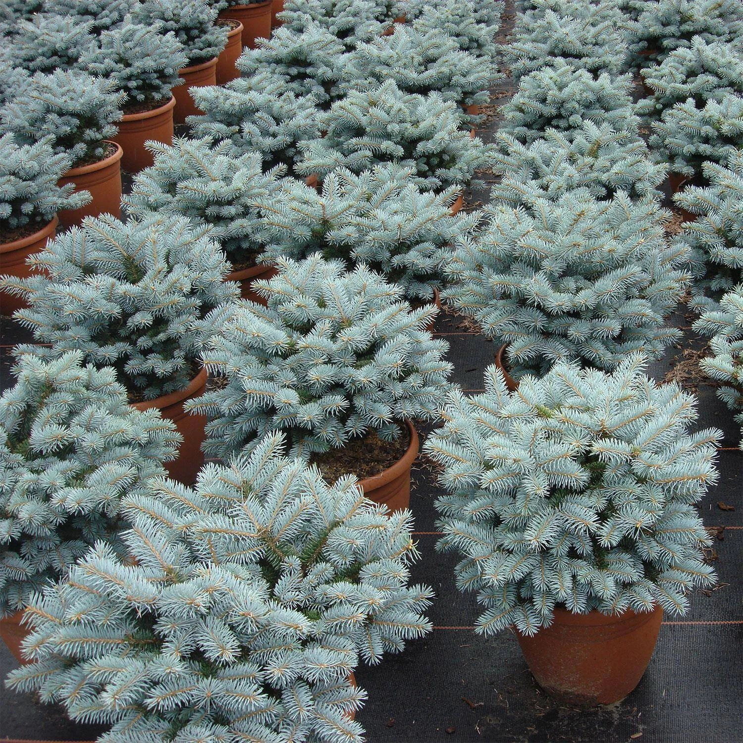 Picea Pungens 'Glauca Globosa' – Bild 2