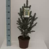 Picea Pungens 'Iseli Fastigiate'