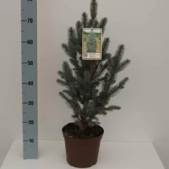 Picea Pungens 'Iseli Fastigiate'