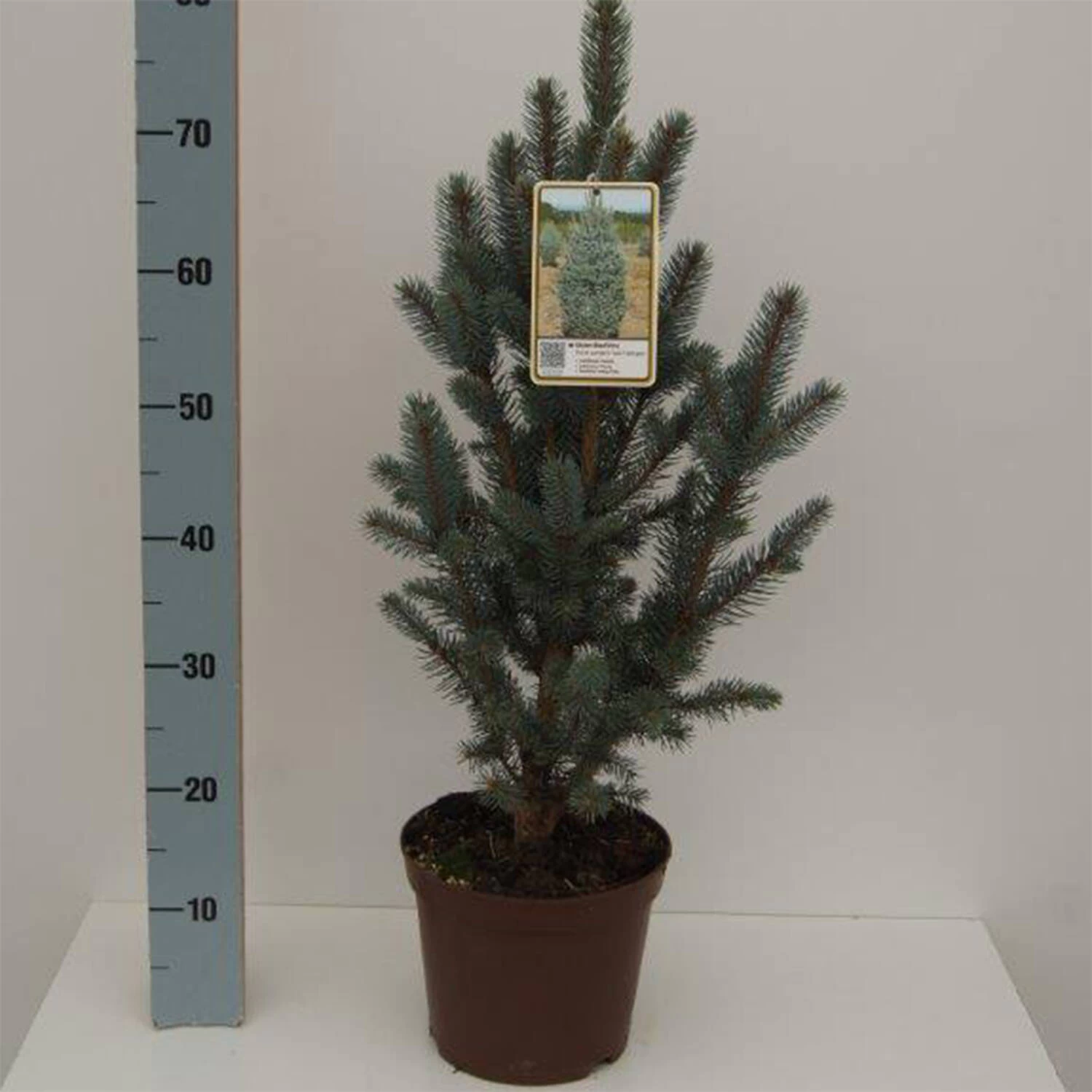 Picea Pungens 'Iseli Fastigiate'