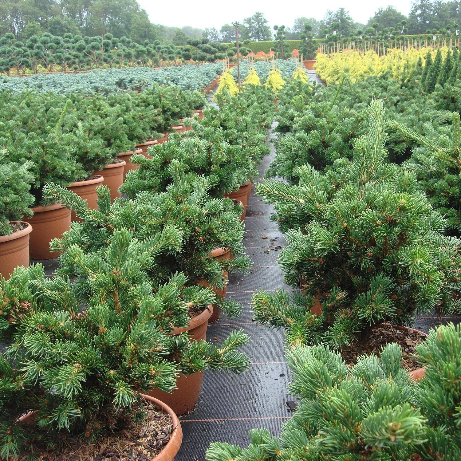 Picea Pungens 'Lucky Strike' – Bild 2