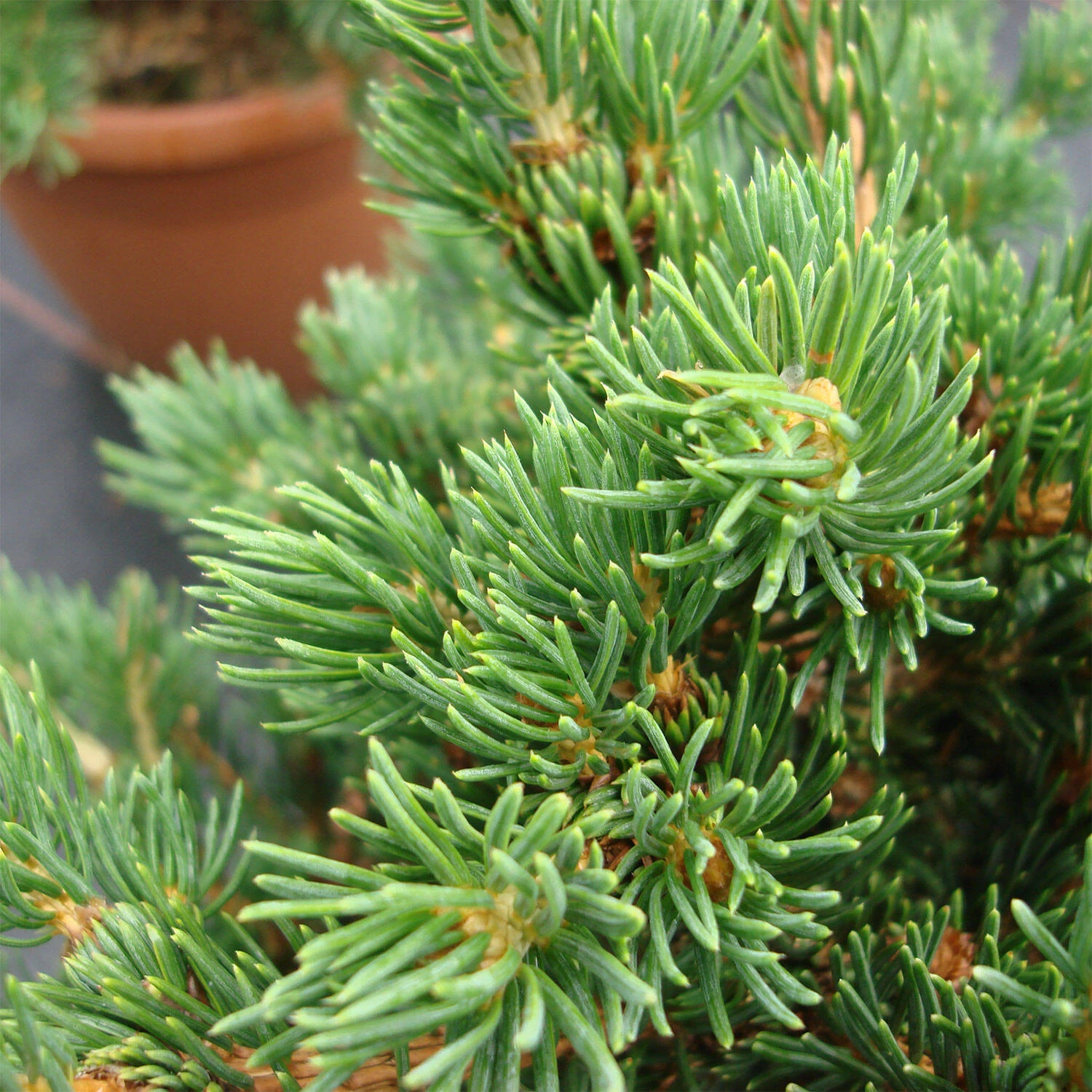Picea Pungens 'Lucky Strike' – Bild 3
