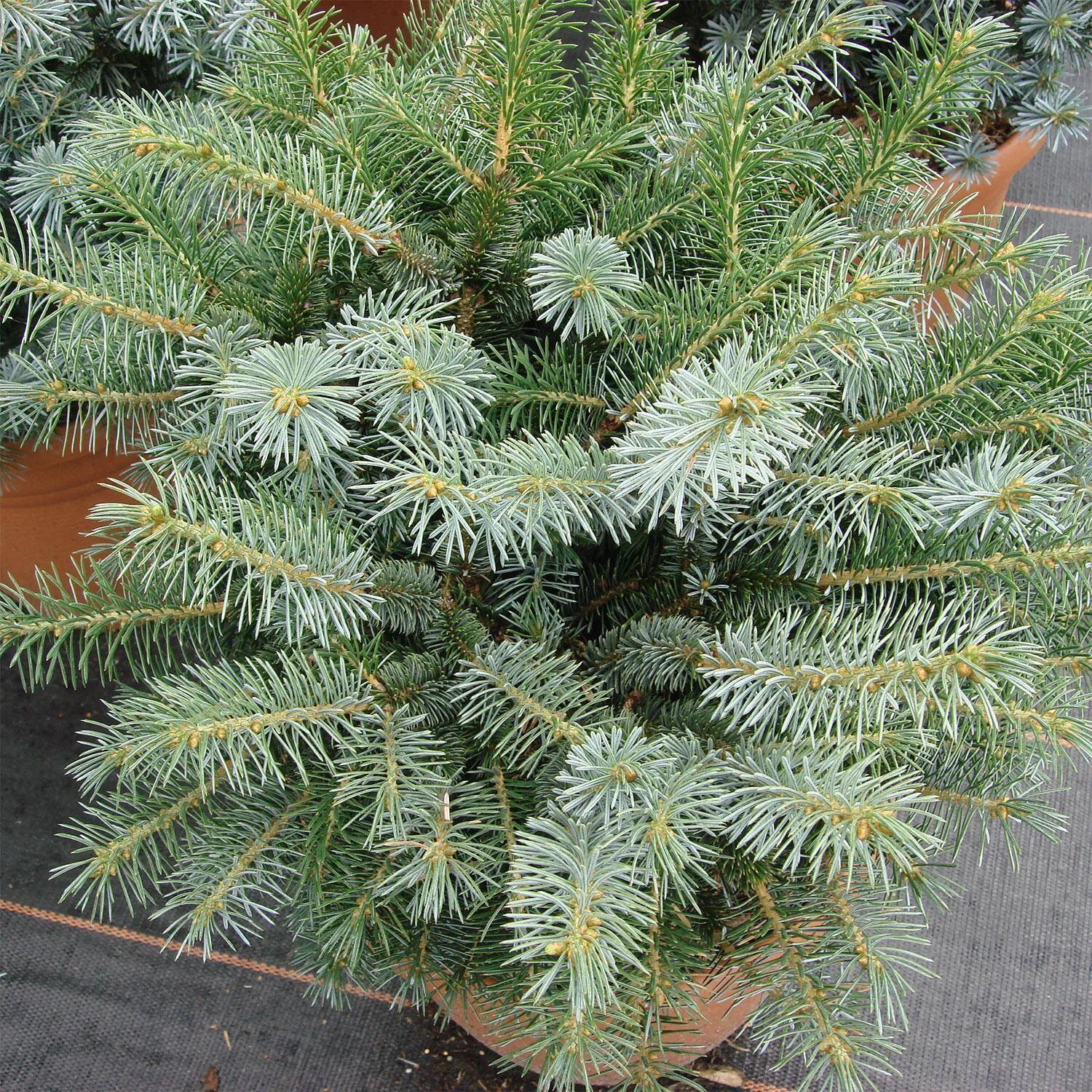 Picea Sitchensis 'Silberzwerg' – Bild 2