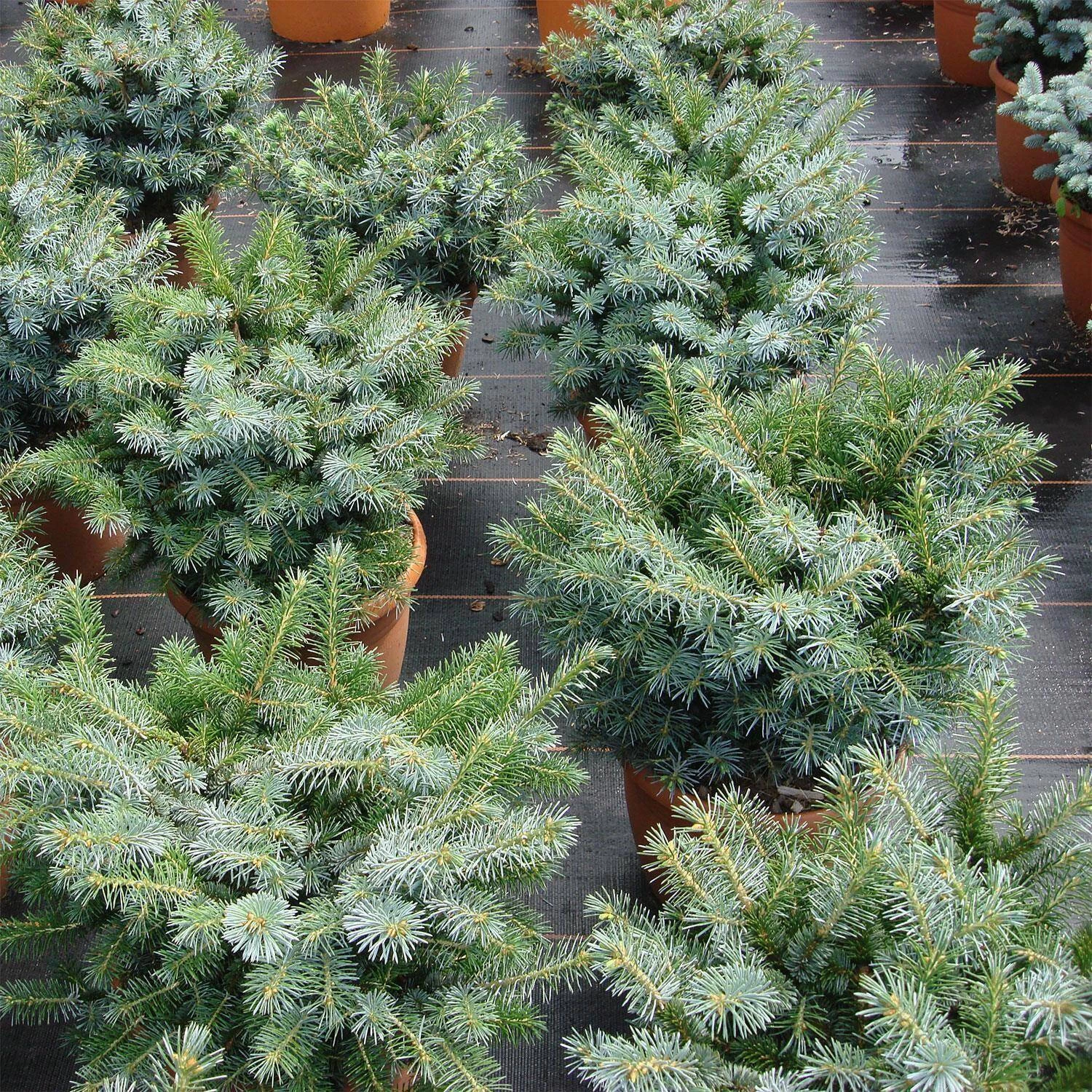 Picea Sitchensis 'Silberzwerg' – Bild 3