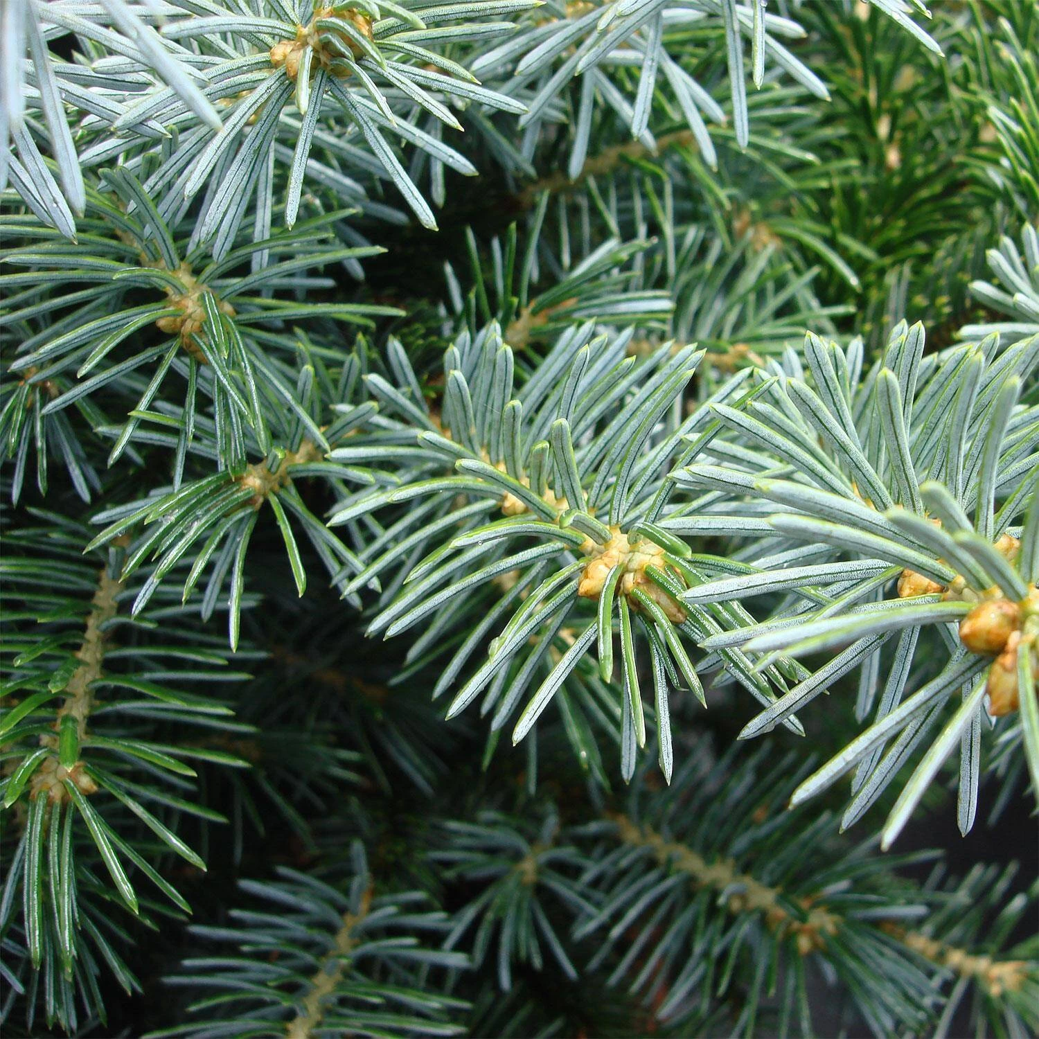 Picea Sitchensis 'Silberzwerg' – Bild 4