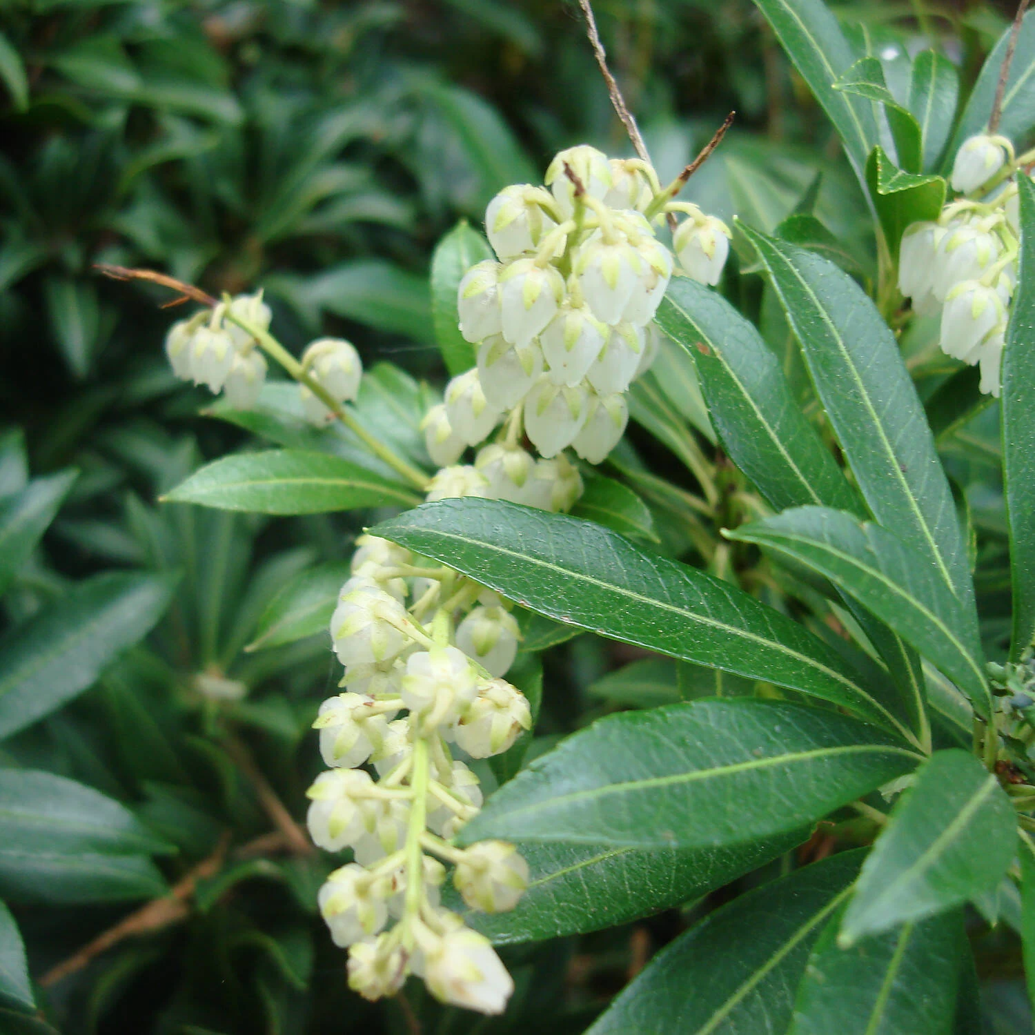 Pieris Japonica 'Purity' – Bild 2