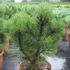 Pinus Leucodermis 'Compact Gem'
