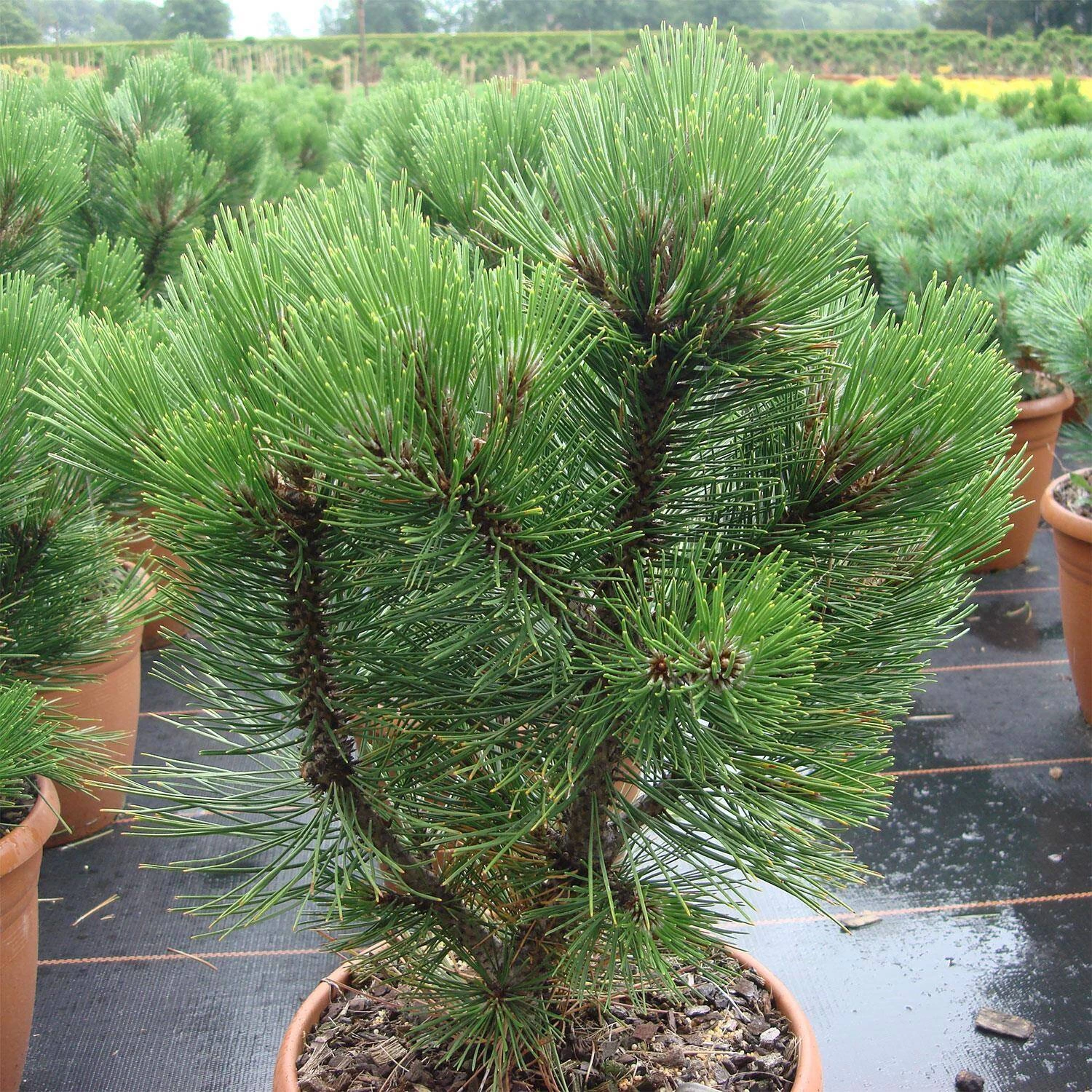 Pinus Leucodermis 'Compact Gem'