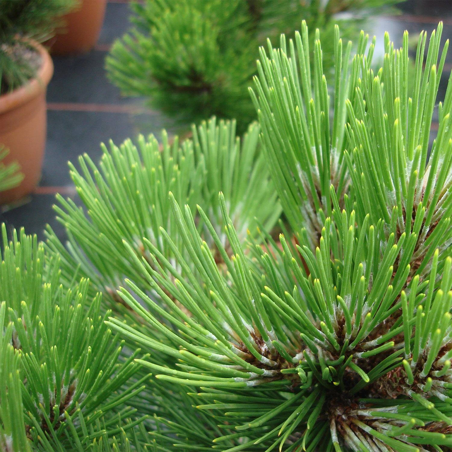 Pinus Leucodermis 'Compact Gem' – Bild 2