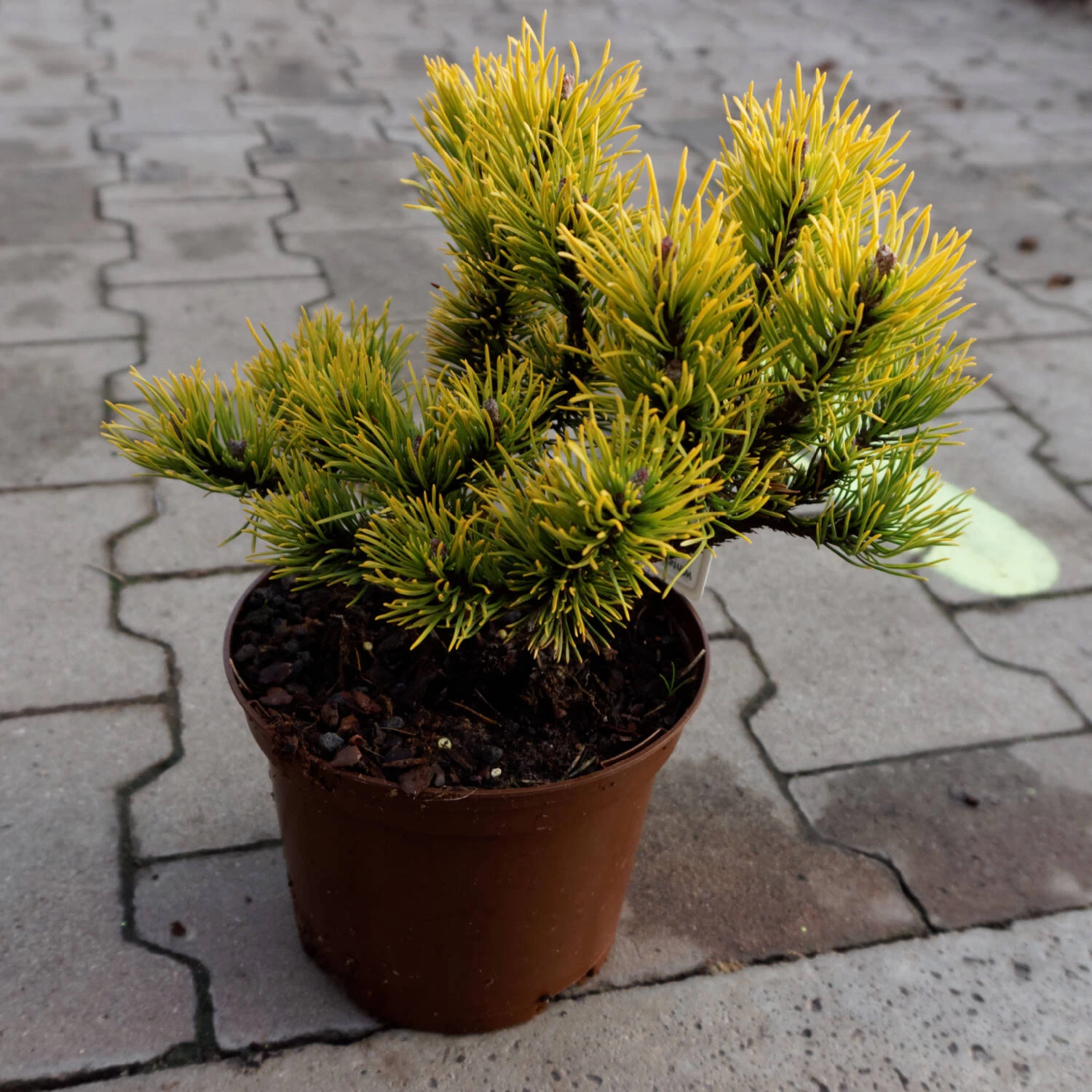 Pinus Mugo 'Carsten's Wintergold' – Bild 2