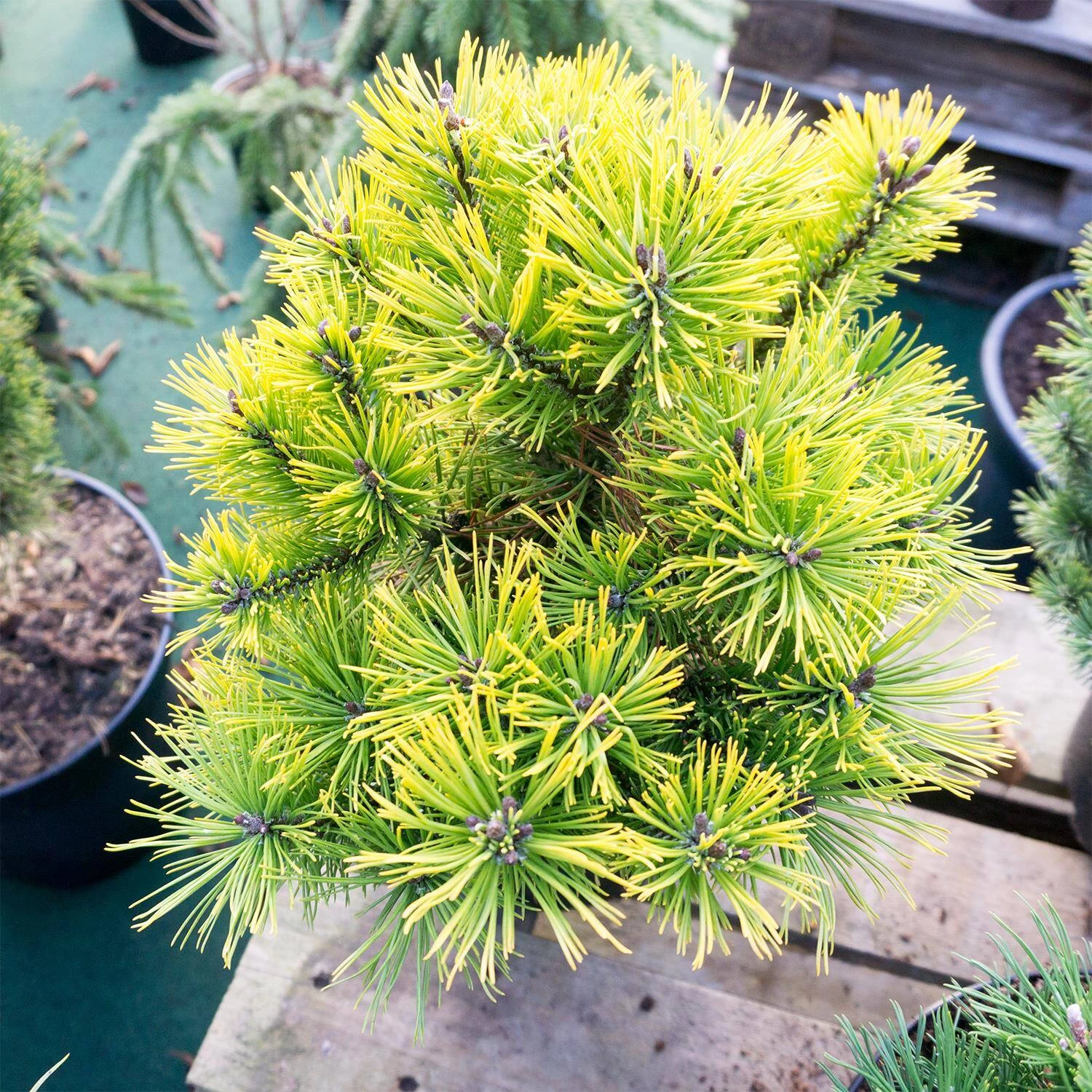 Pinus Mugo 'Carsten's Wintergold' – Bild 3