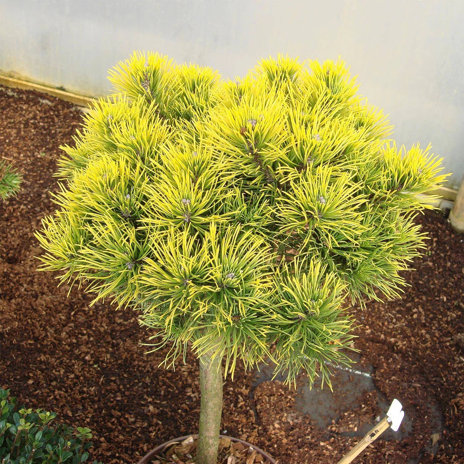 Pinus Mugo 'Carsten's Wintergold' – Bild 4