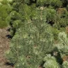 Pinus Mugo 'Columnaris'