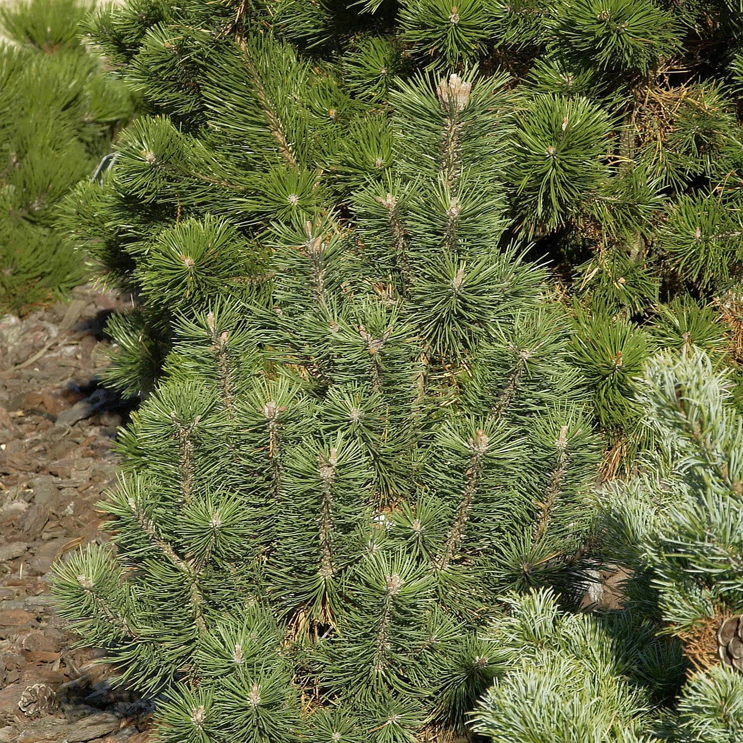 Pinus Mugo 'Columnaris'