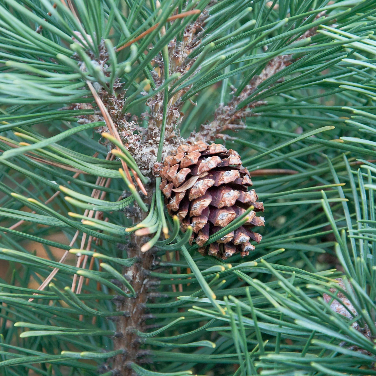 Pinus Mugo 'Columnaris' – Bild 2