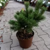 Pinus Mugo 'Gnom'
