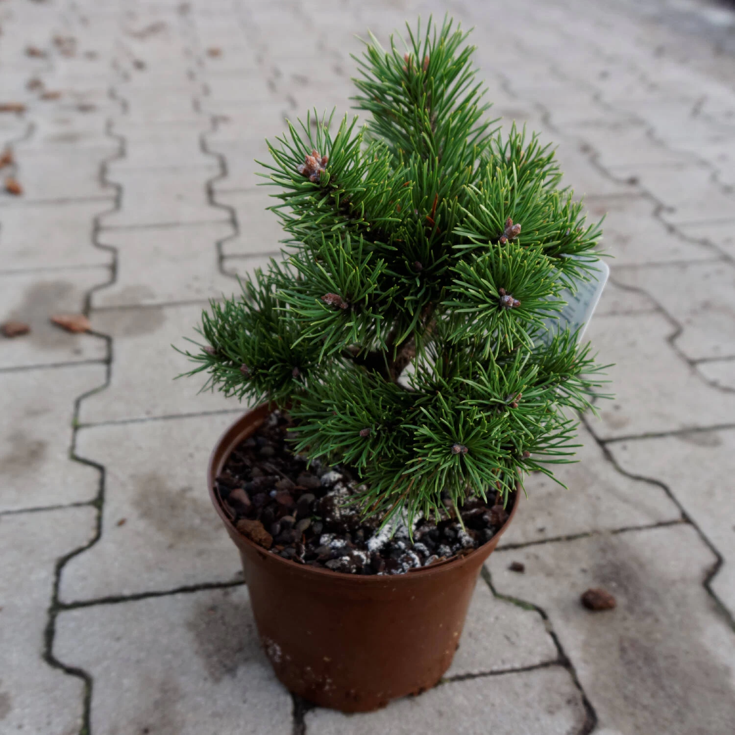 Pinus Mugo 'Gnom' – Bild 2