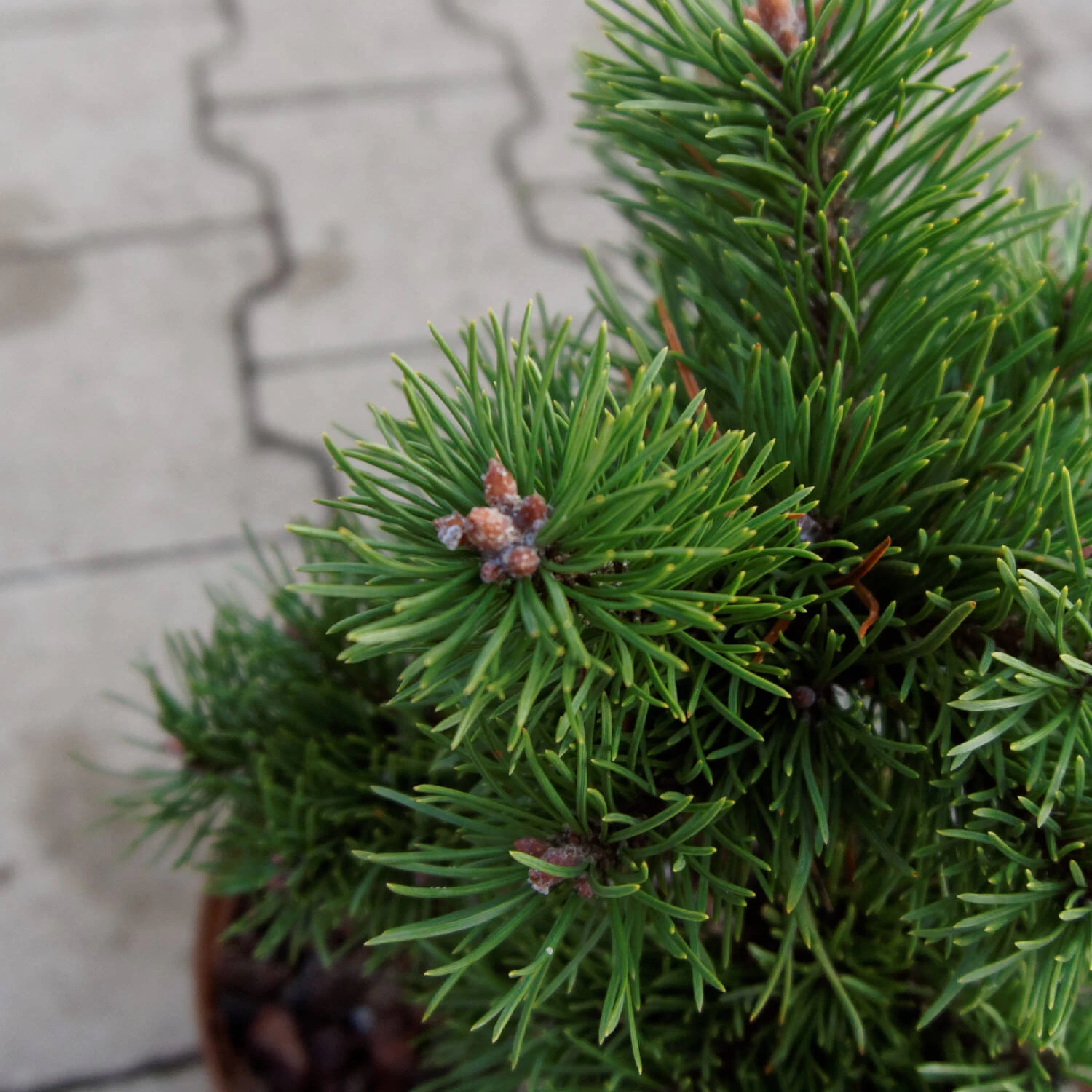 Pinus Mugo 'Gnom' – Bild 3