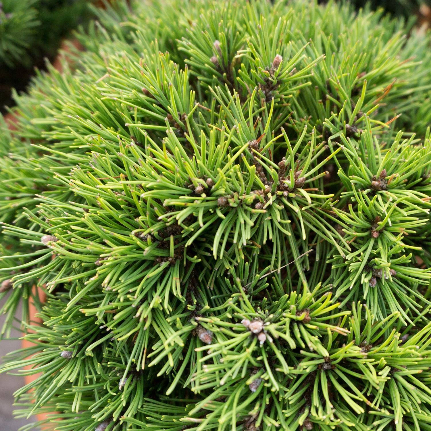 Pinus Mugo 'Humpy' – Bild 2