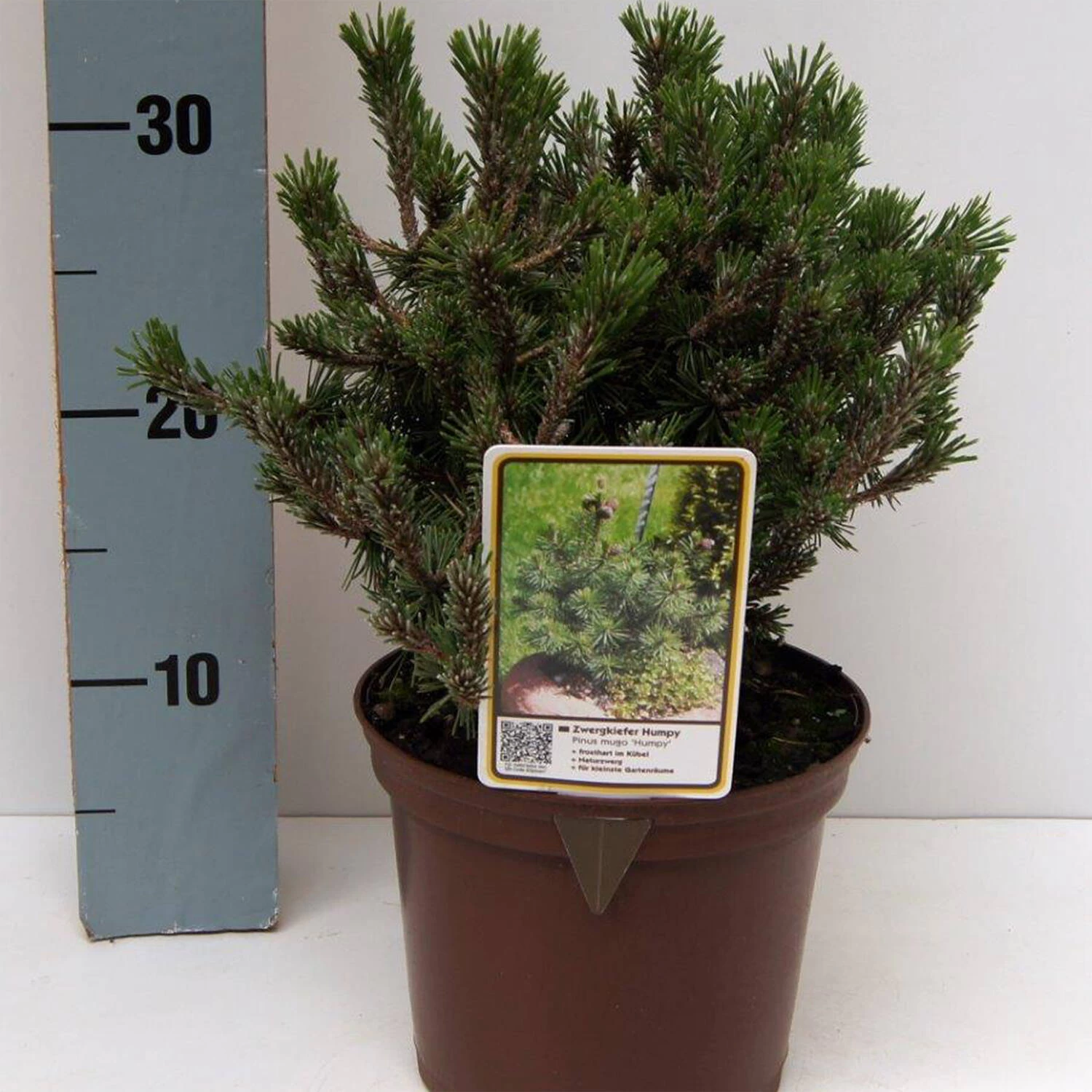 Pinus Mugo 'Humpy' – Bild 3