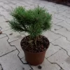 Pinus Mugo 'Laurin'