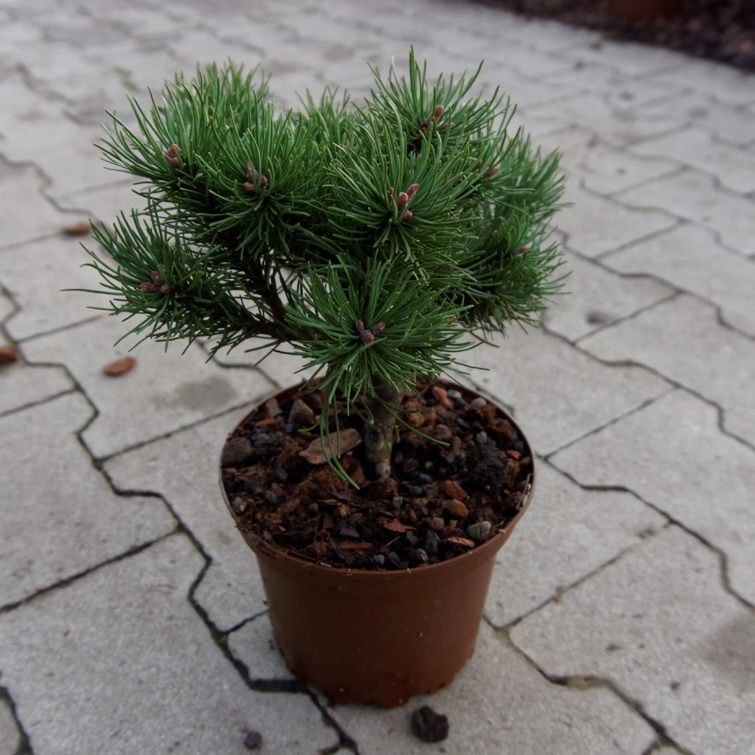 Pinus Mugo 'Laurin'