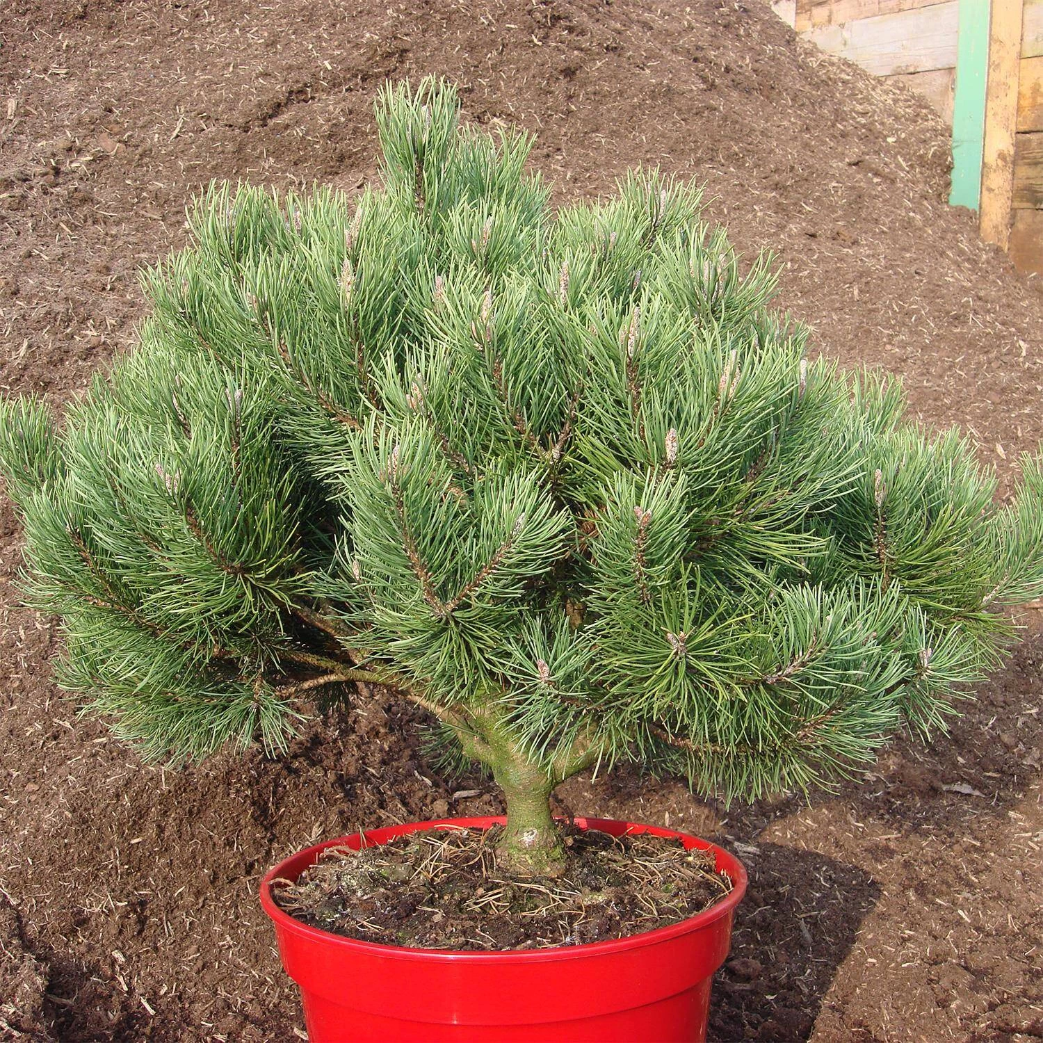 Pinus Mugo 'Laurin' – Bild 2