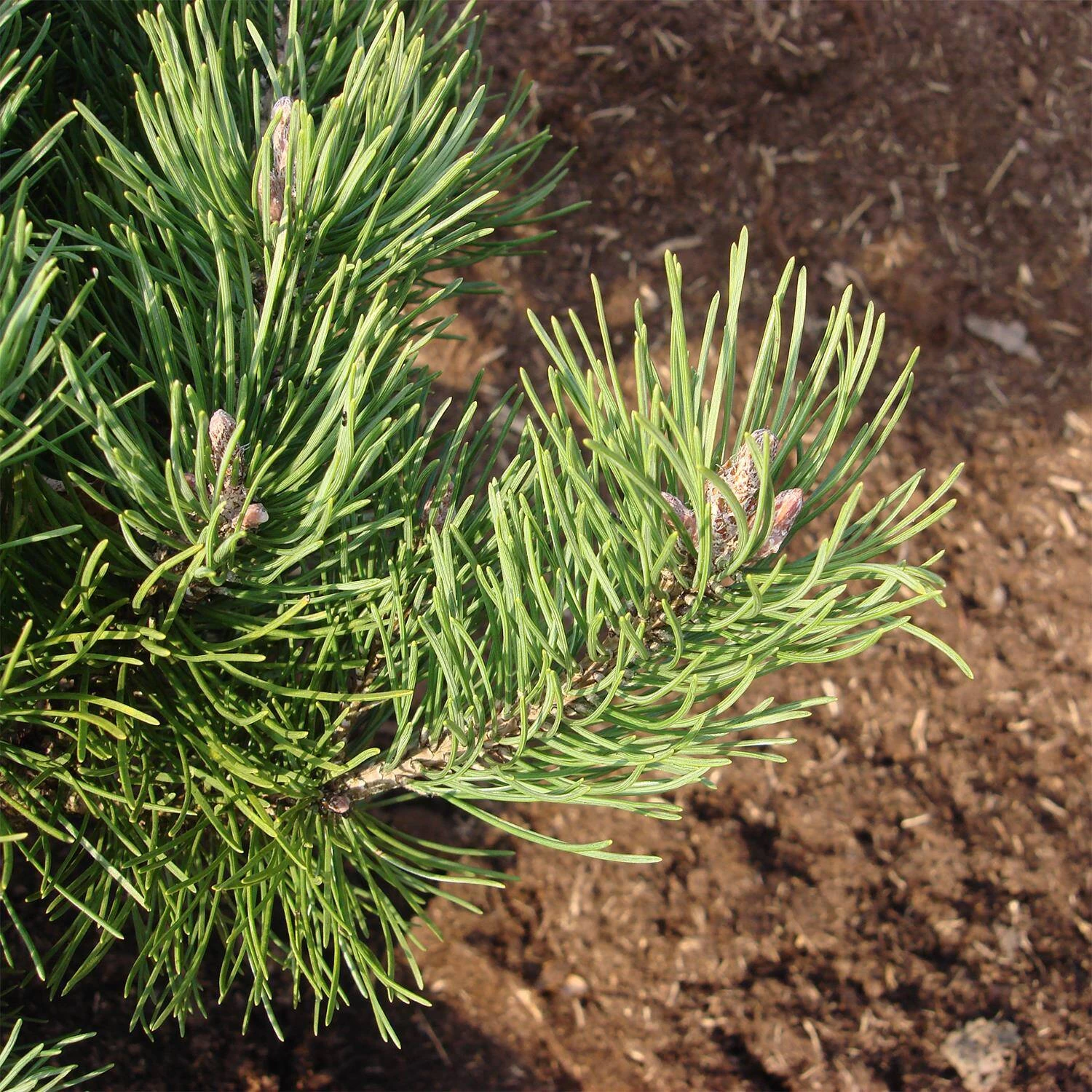Pinus Mugo 'Laurin' – Bild 3