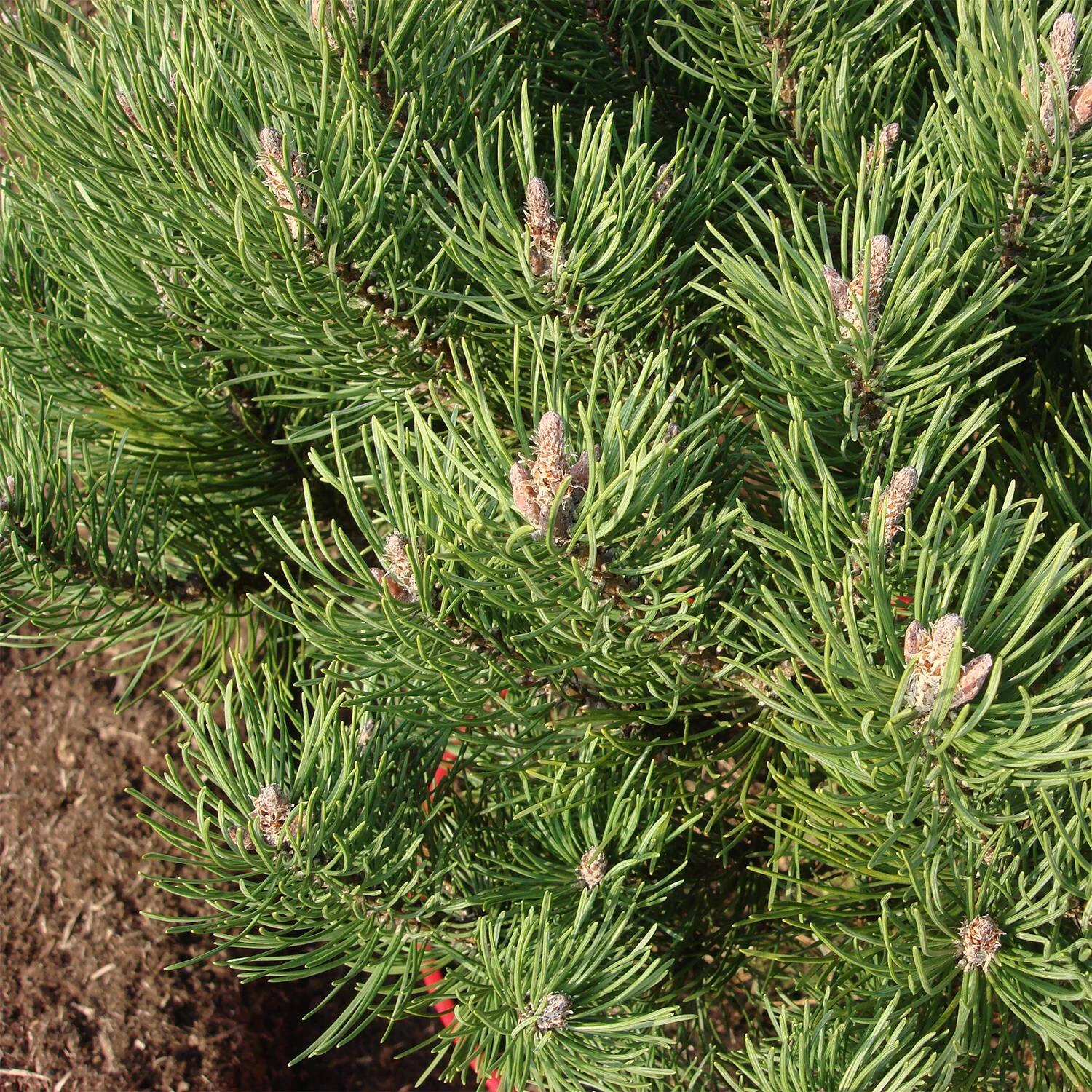 Pinus Mugo 'Laurin' – Bild 4