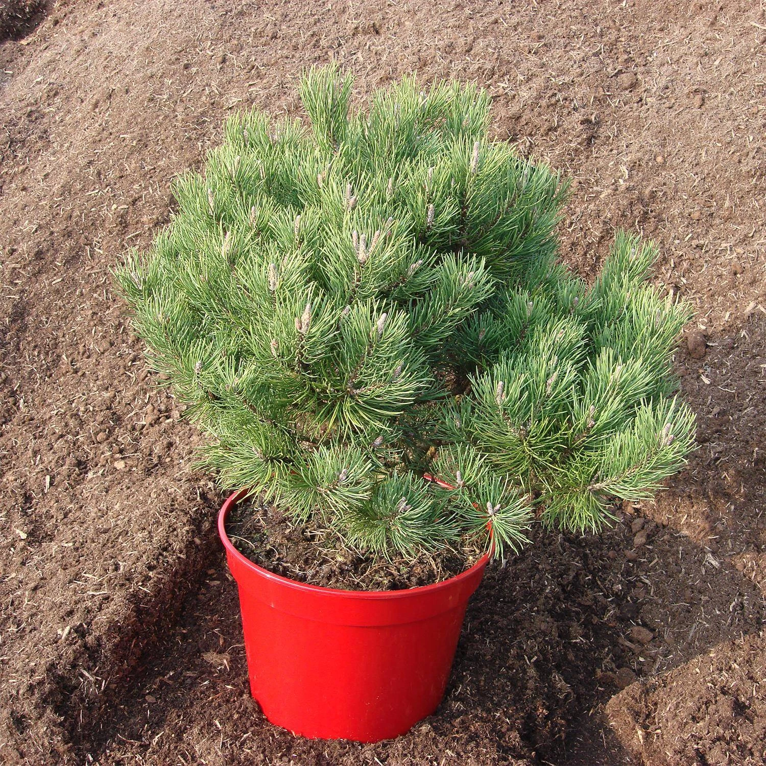 Pinus Mugo 'Laurin' – Bild 5