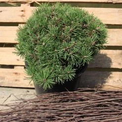 Pinus Mugo 'Mops'