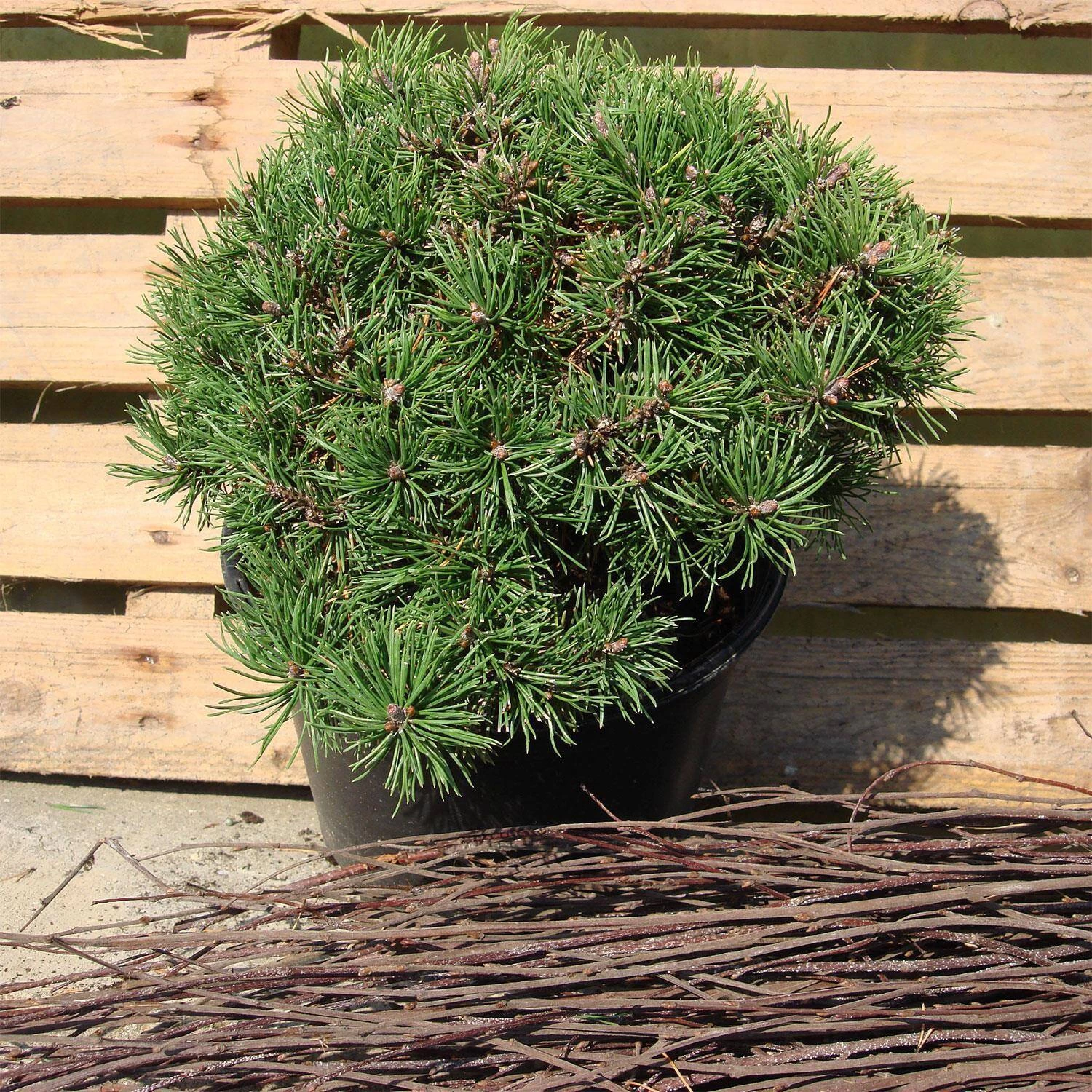 Pinus Mugo 'Mops'
