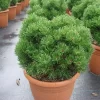 Pinus Mugo 'Picobello'