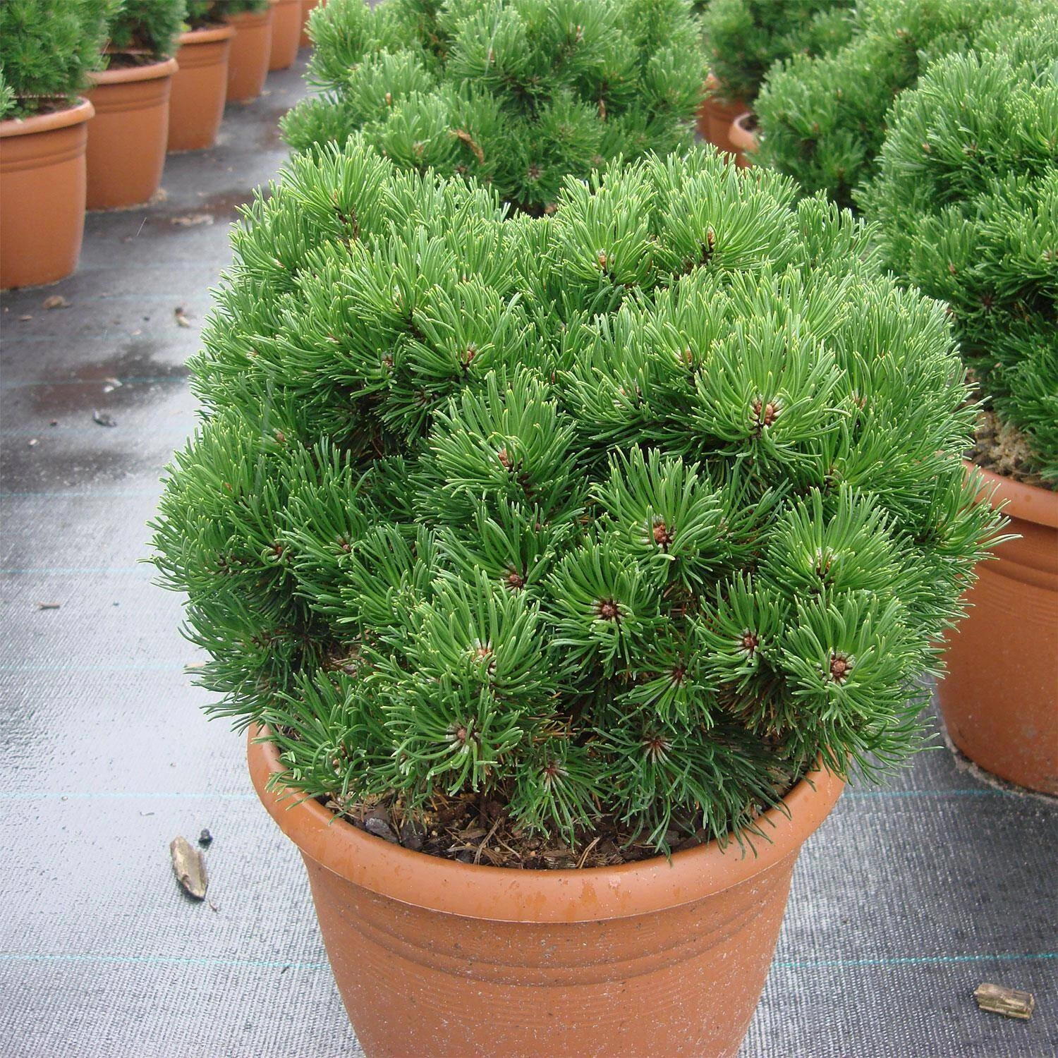Pinus Mugo 'Picobello'