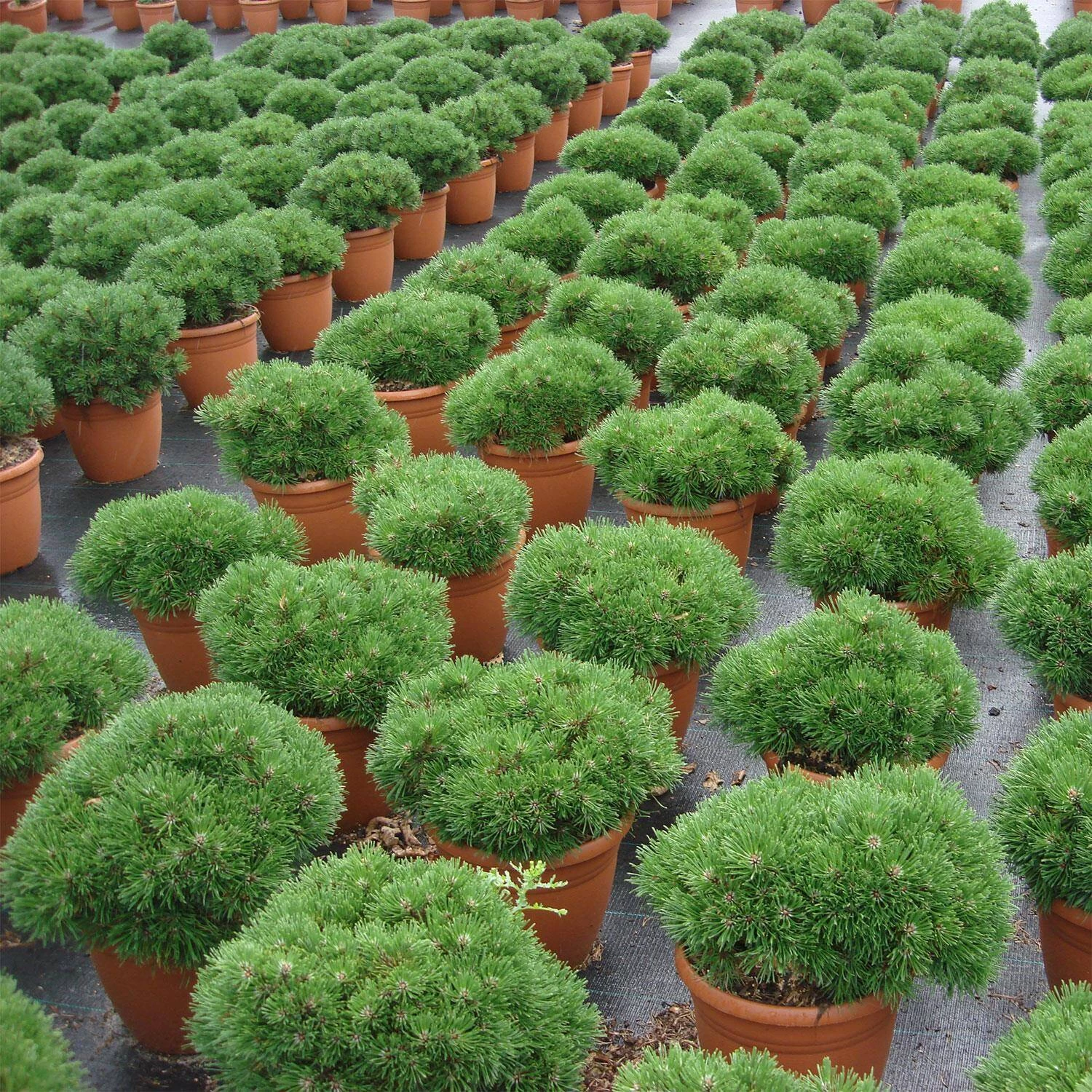 Pinus Mugo/uncinata 'Grüne Welle' – Bild 2