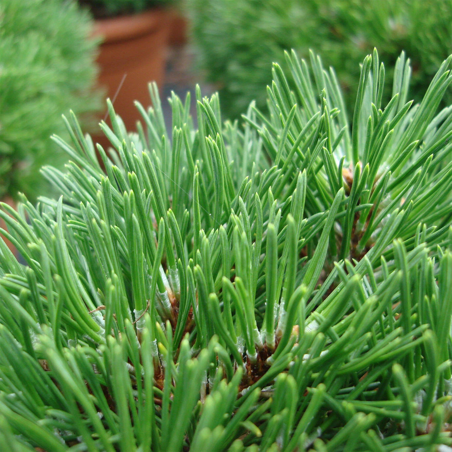 Pinus Mugo/uncinata 'Grüne Welle' – Bild 3