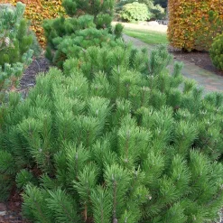 Pinus Mugo Var. Pumilio
