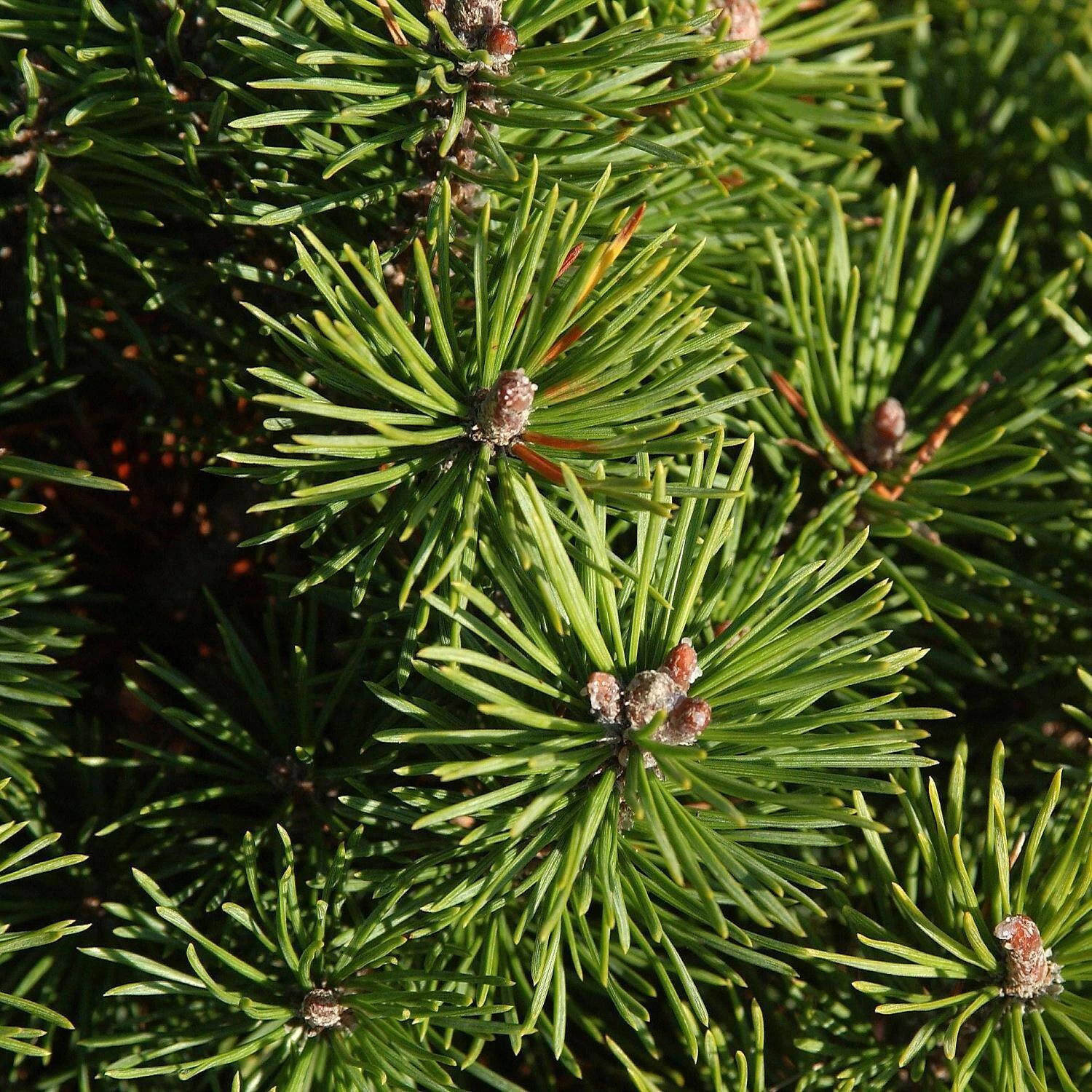 Pinus Mugo Var. Pumilio – Bild 2