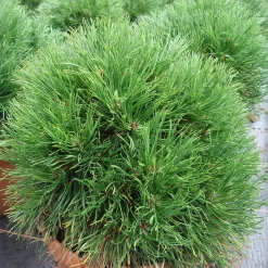 Pinus Mugo 'Varella'