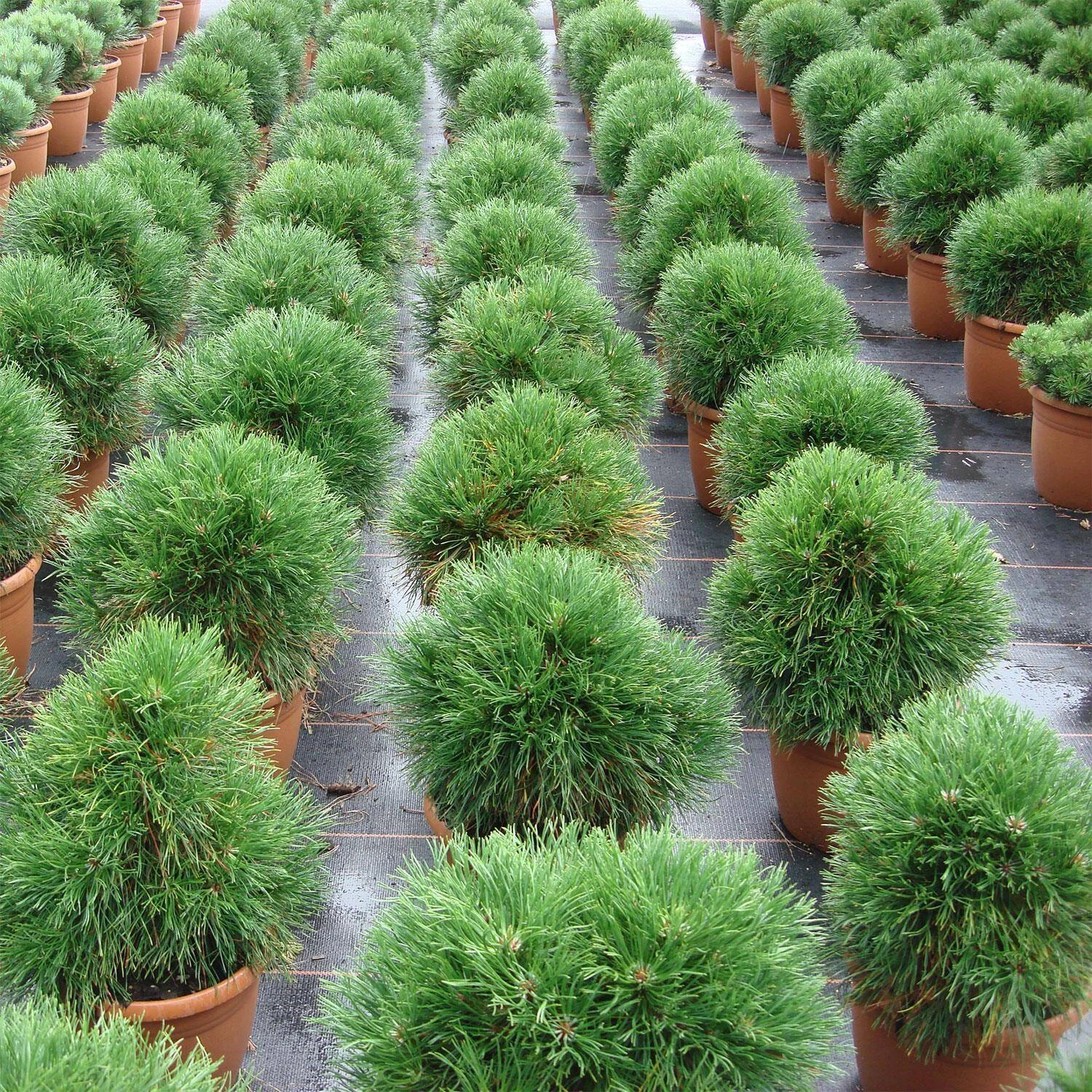 Pinus Mugo 'Varella' – Bild 2