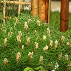 Pinus Nigra 'Marie Brégeon'®