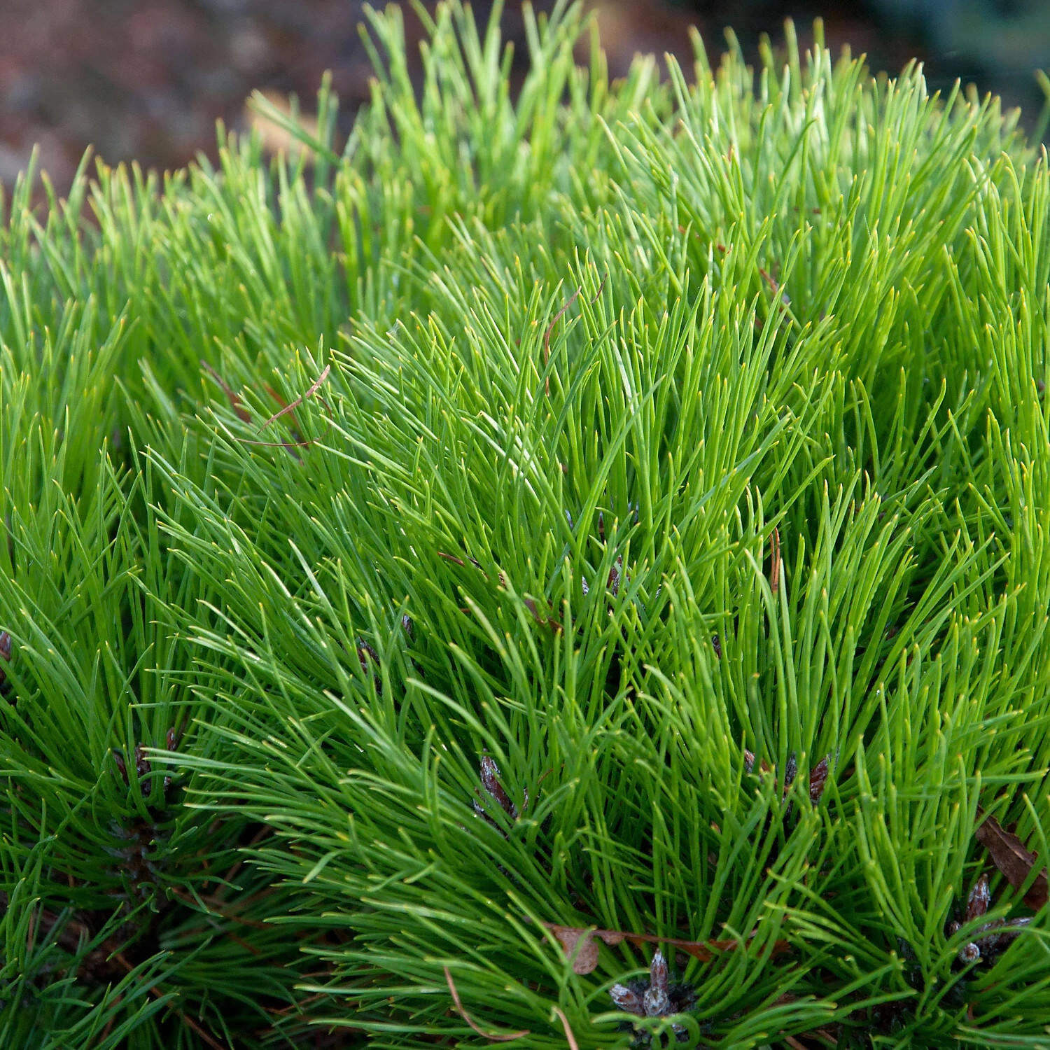 Pinus Nigra 'Marie Brégeon'® – Bild 2
