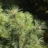 Pinus Parviflora 'Schoon´s Bonsai'