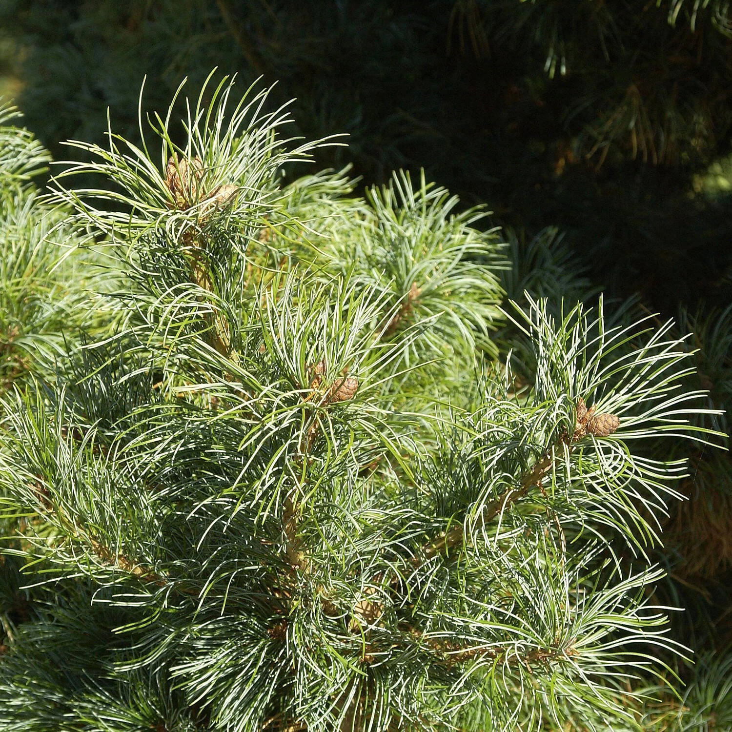 Pinus Parviflora 'Schoon´s Bonsai'