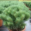 Pinus Sylvestris 'Watereri'